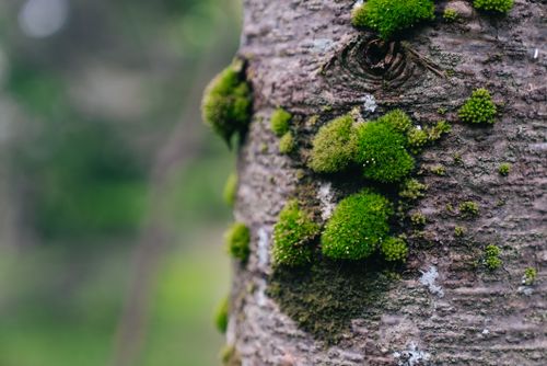 Free Detailed view of vibrant green moss on tree bark, showcasing nature's textures. Stock Photo