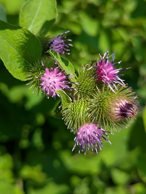 Free A vibrant close-up of a burdock plant with purple flowers and lush green leaves under sunlight. Stock Photo