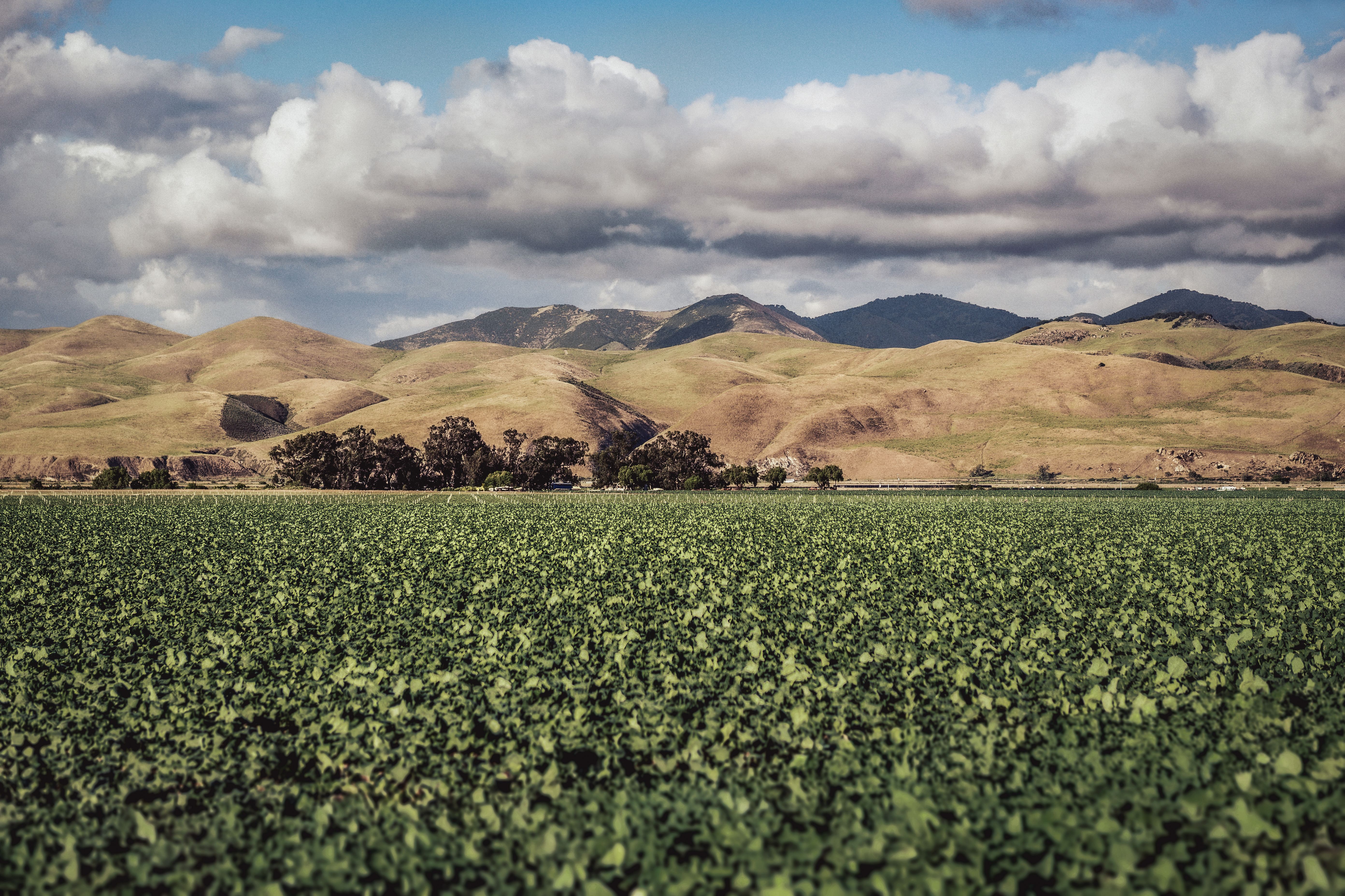 Facebook Marketplace becomes go-to for buying, selling farmland in California — Photo by Tim Mossholder on Pexels