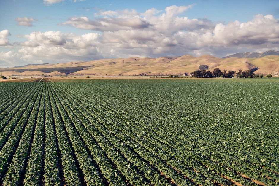 Central West Produce: B2B Import-Export Guide for Buyers