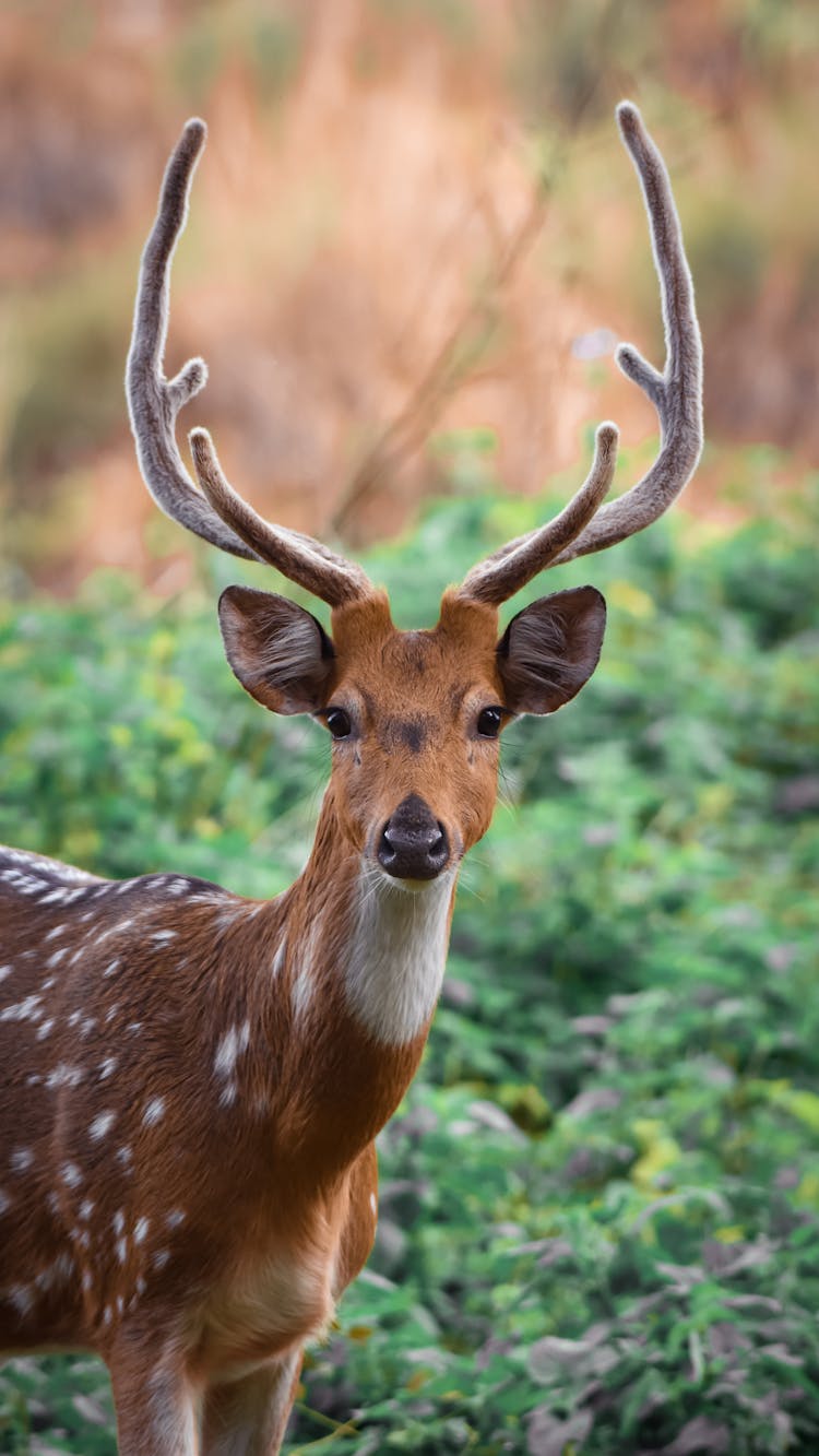 Selective Focus Photo Of Deer