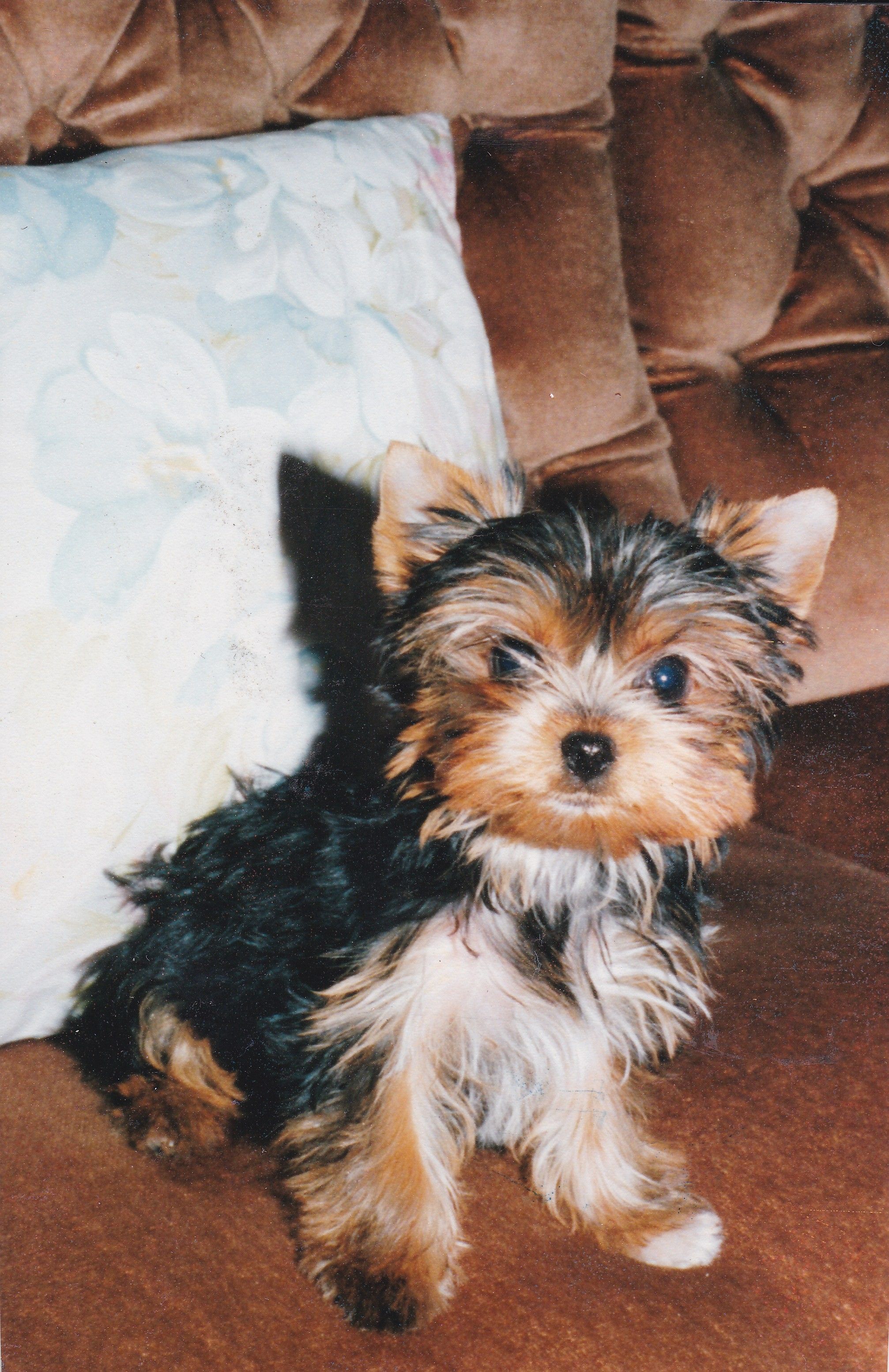Adorable Yorkshire Terrier puppy sitting on a sofa with a floral cushion background.
