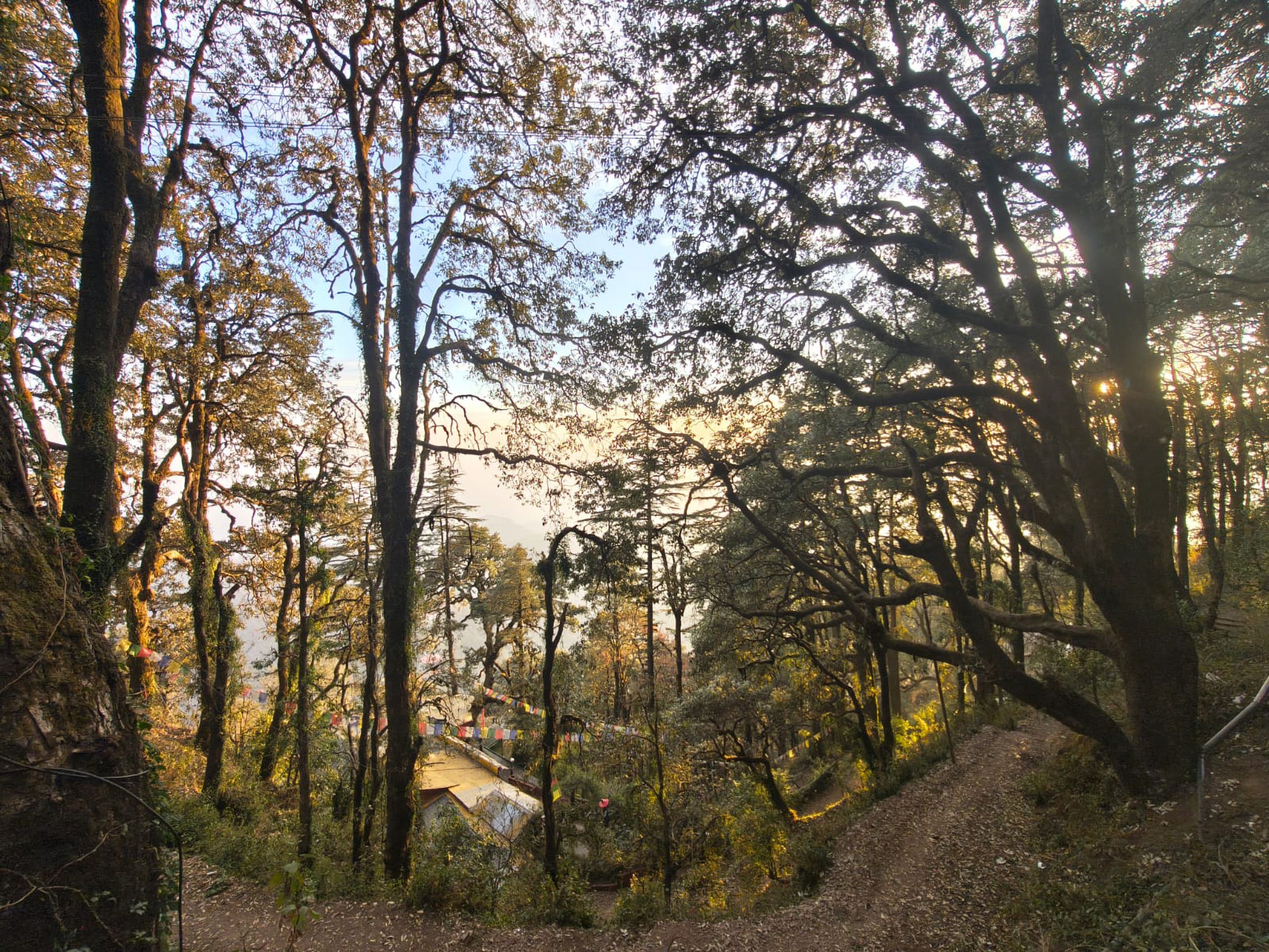 Wide tree-lined Shanti Path in Chanakyapuri with embassy flags