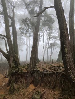 Serene misty forest with towering trees and exposed roots, perfect for nature enthusiasts.