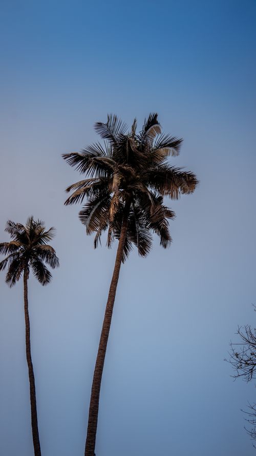 Free Serene view of towering palm trees silhouetted against a clear blue sky in a tranquil outdoor setting. Stock Photo