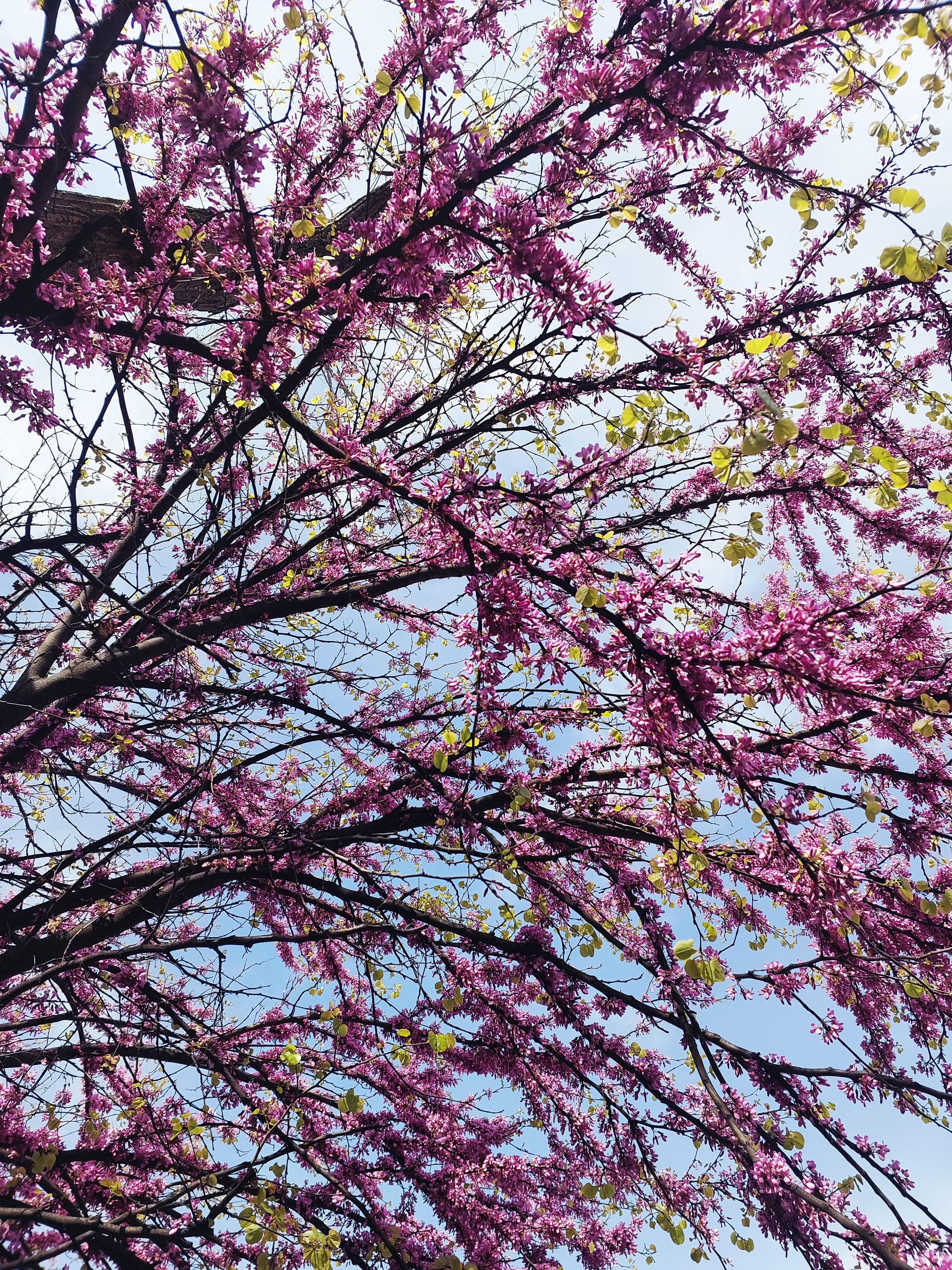 [ColoSach]-stunning-pink-blossoms-against-blue-sky-in-chiatura-park,-georgia,-showcasing-spring's-vibrant-beauty.