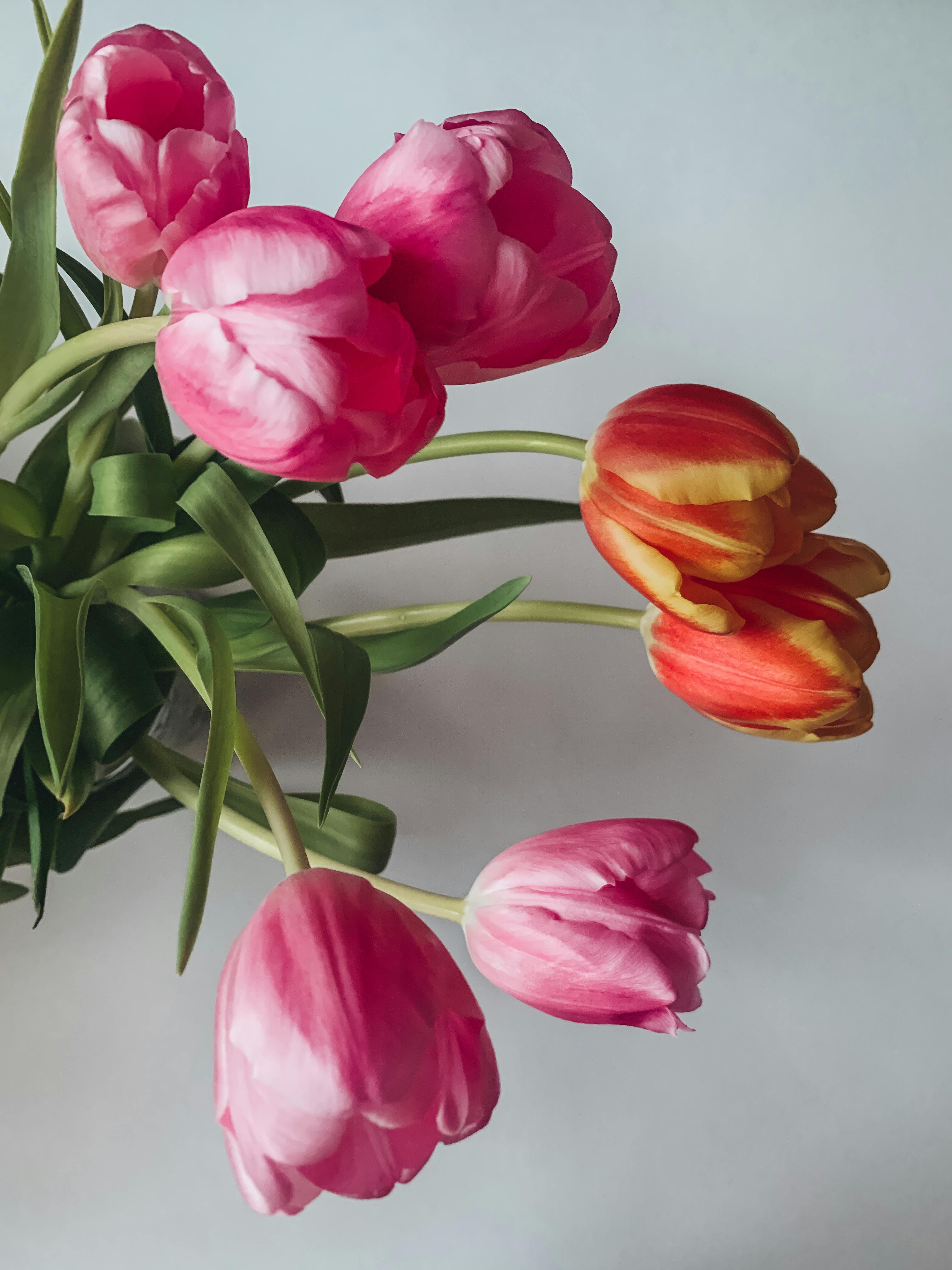 A beautiful bouquet of pink and orange tulips with lush green leaves, perfect for floral decor.