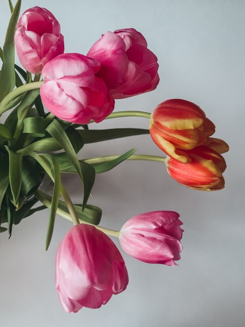 Free A beautiful bouquet of pink and orange tulips with lush green leaves, perfect for floral decor. Stock Photo
