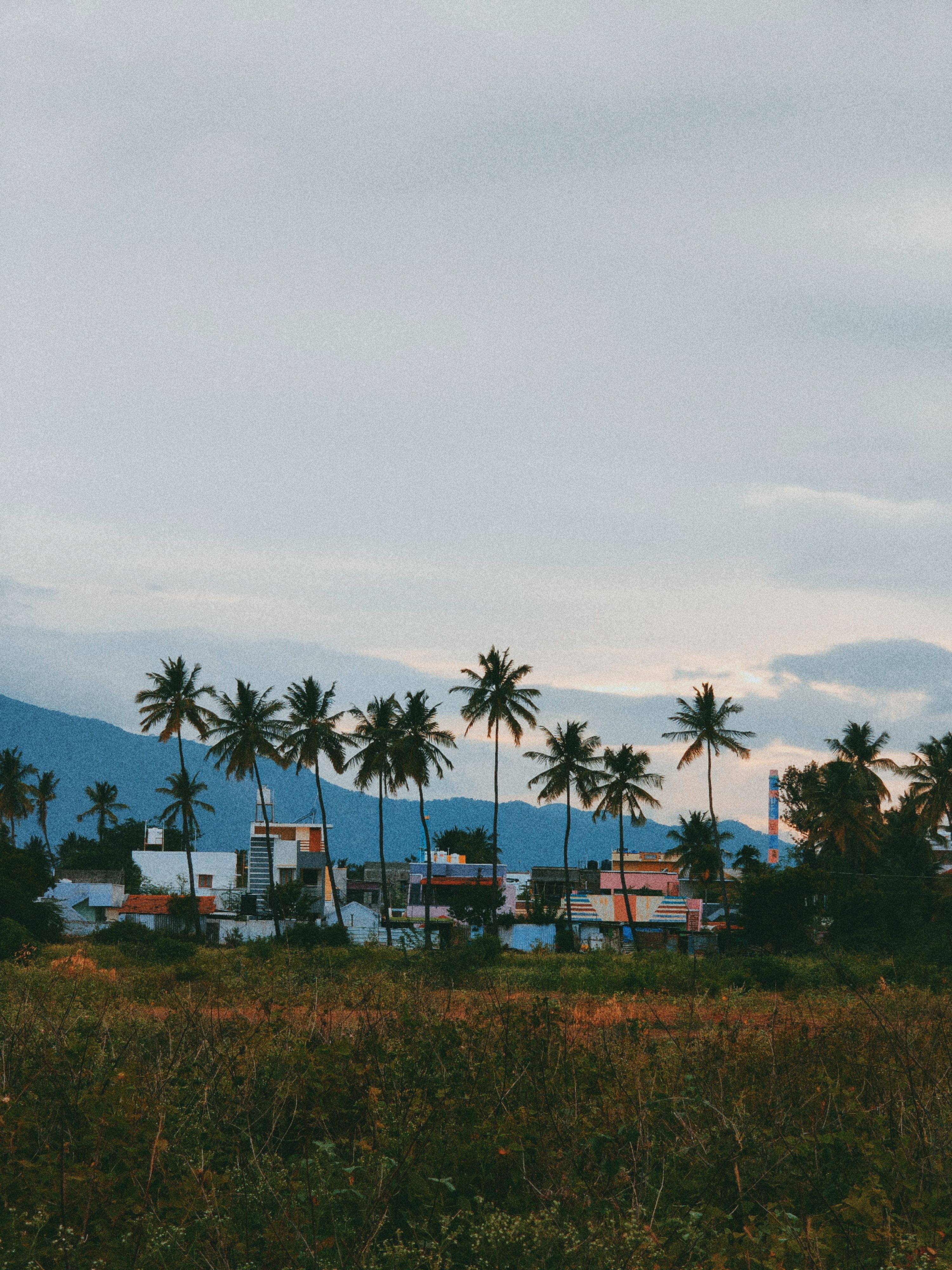 Palm trees and the Western Ghats on the edge of Coimbatore