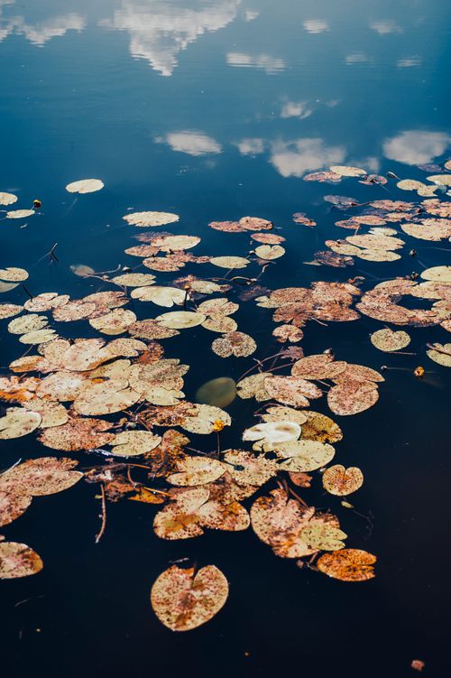 Free Calm scene of lily pads floating on a reflective pond surface under the blue sky. Stock Photo