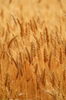 ripe wheat grain field