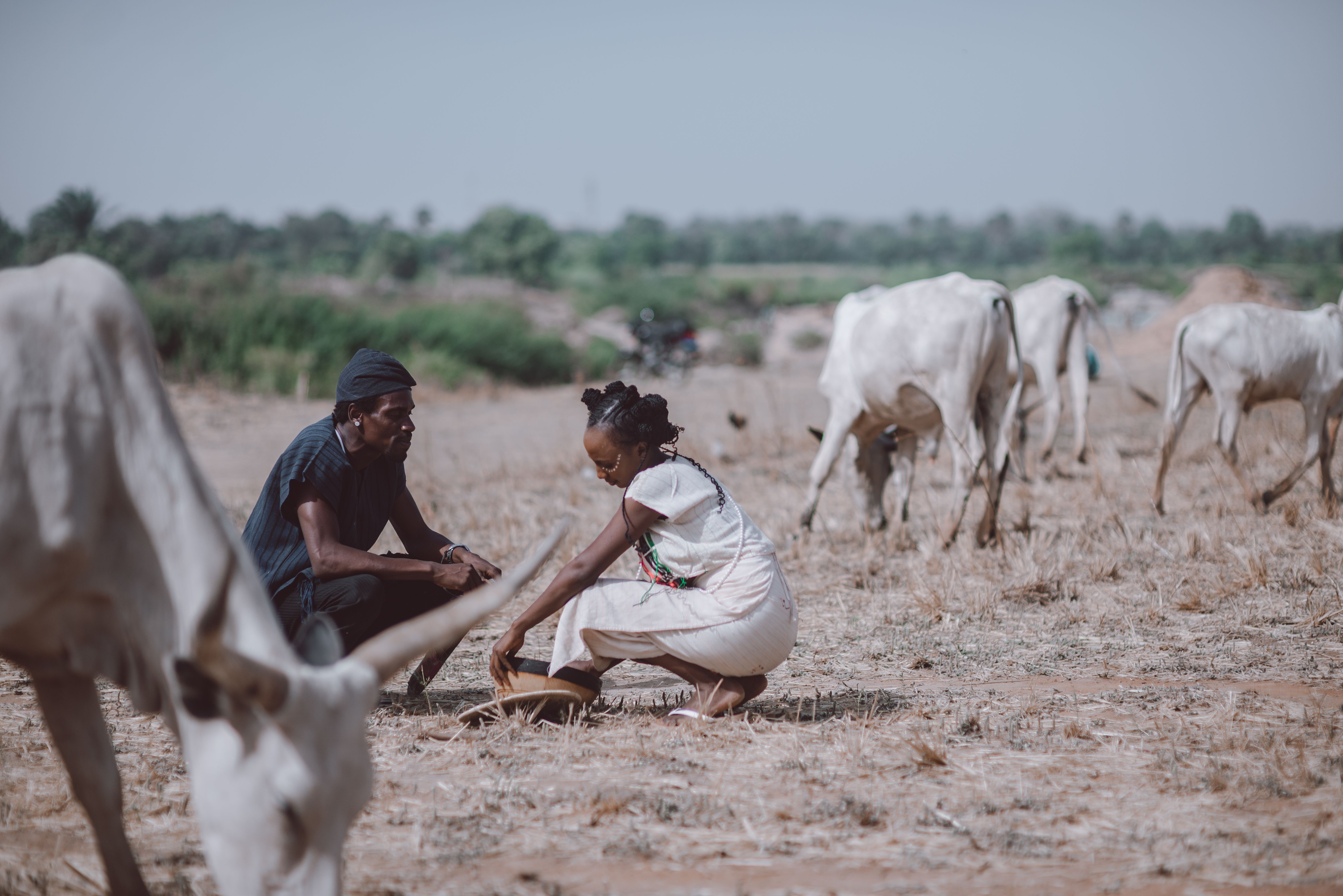 Two farmers squat in a dry field, surrounded by cattle, under a clear sky.