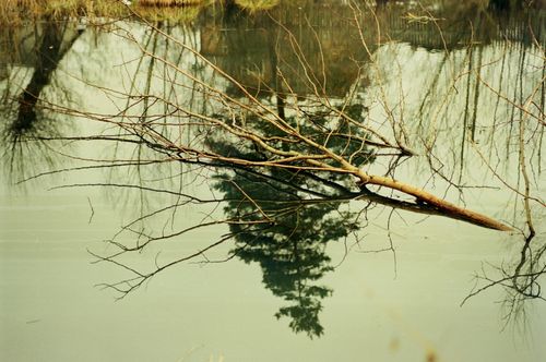 Free A bare tree branch reflects on a calm water surface, capturing tranquil nature in Брюховичі, Ukraine. Stock Photo