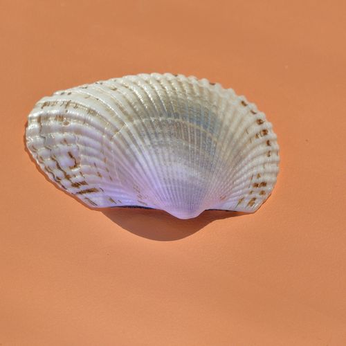 Free Close-up of a seashell on sand, capturing summer vibes with a warm, earthy tone. Stock Photo