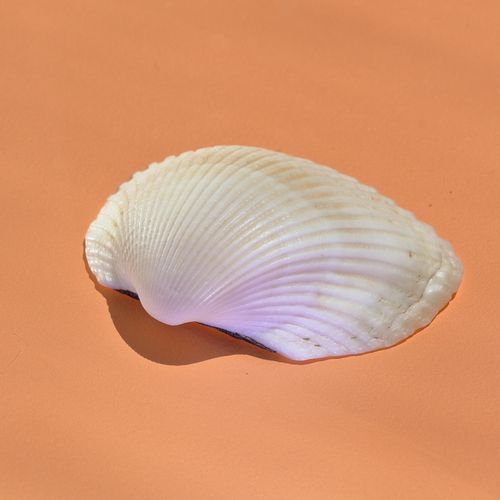 Free A detailed close-up of a white seashell resting on a peach-colored surface, highlighting its delicate textures. Stock Photo