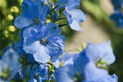 Free Bright blue delphinium flowers captured in vivid detail, highlighting their delicate petals and natural beauty. Stock Photo