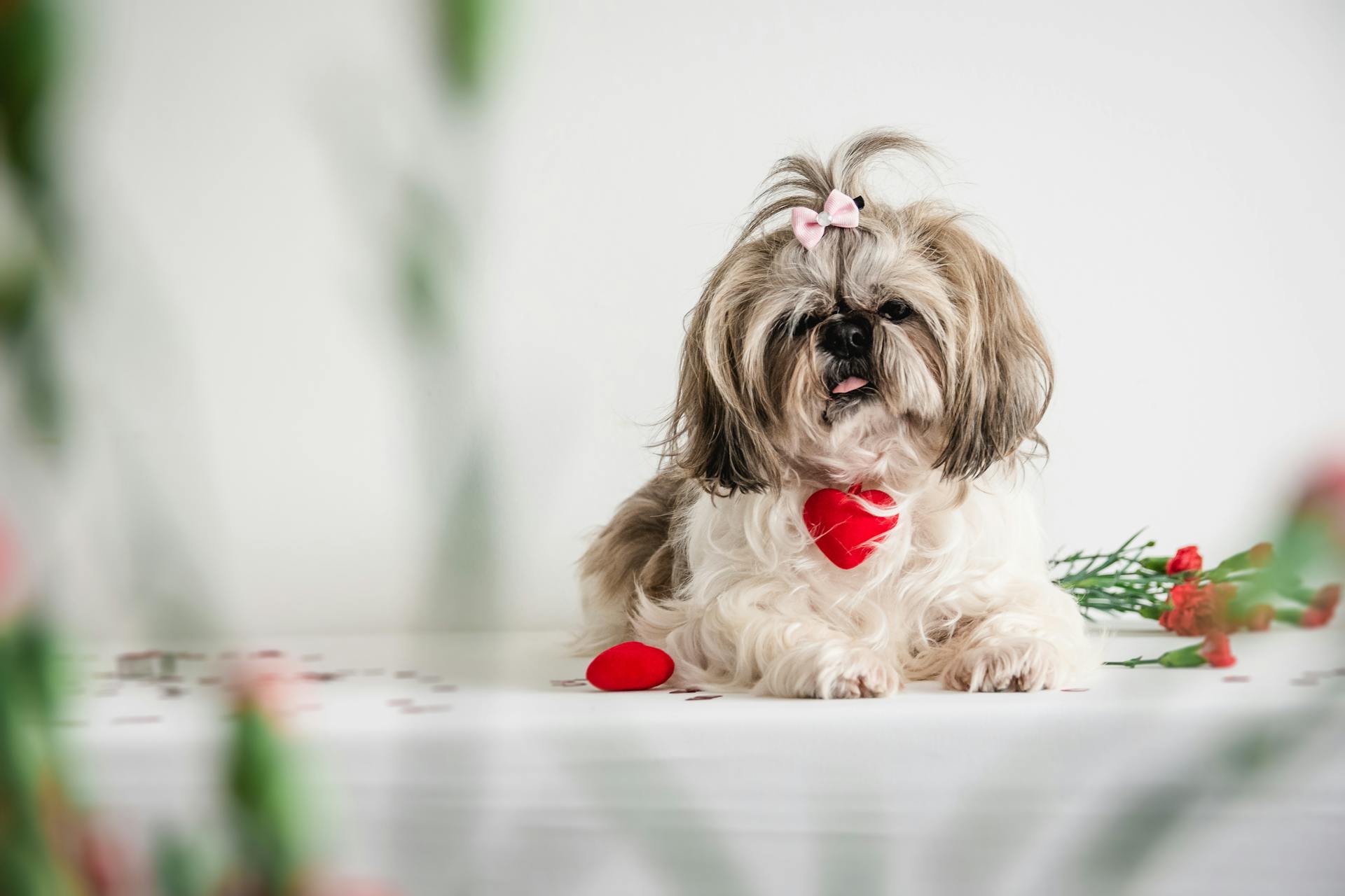 Le Shih Tzu blanc et brun assis sur le sol