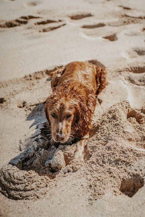 Foto De Perro Sobre Arena