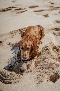 一只湿漉漉的金毛猎犬躺在沙滩上，享受着夏日的海边阳光