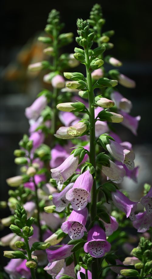 Free Vibrant purple foxglove flowers in full bloom, showcasing intricate bell-shaped petals. Stock Photo