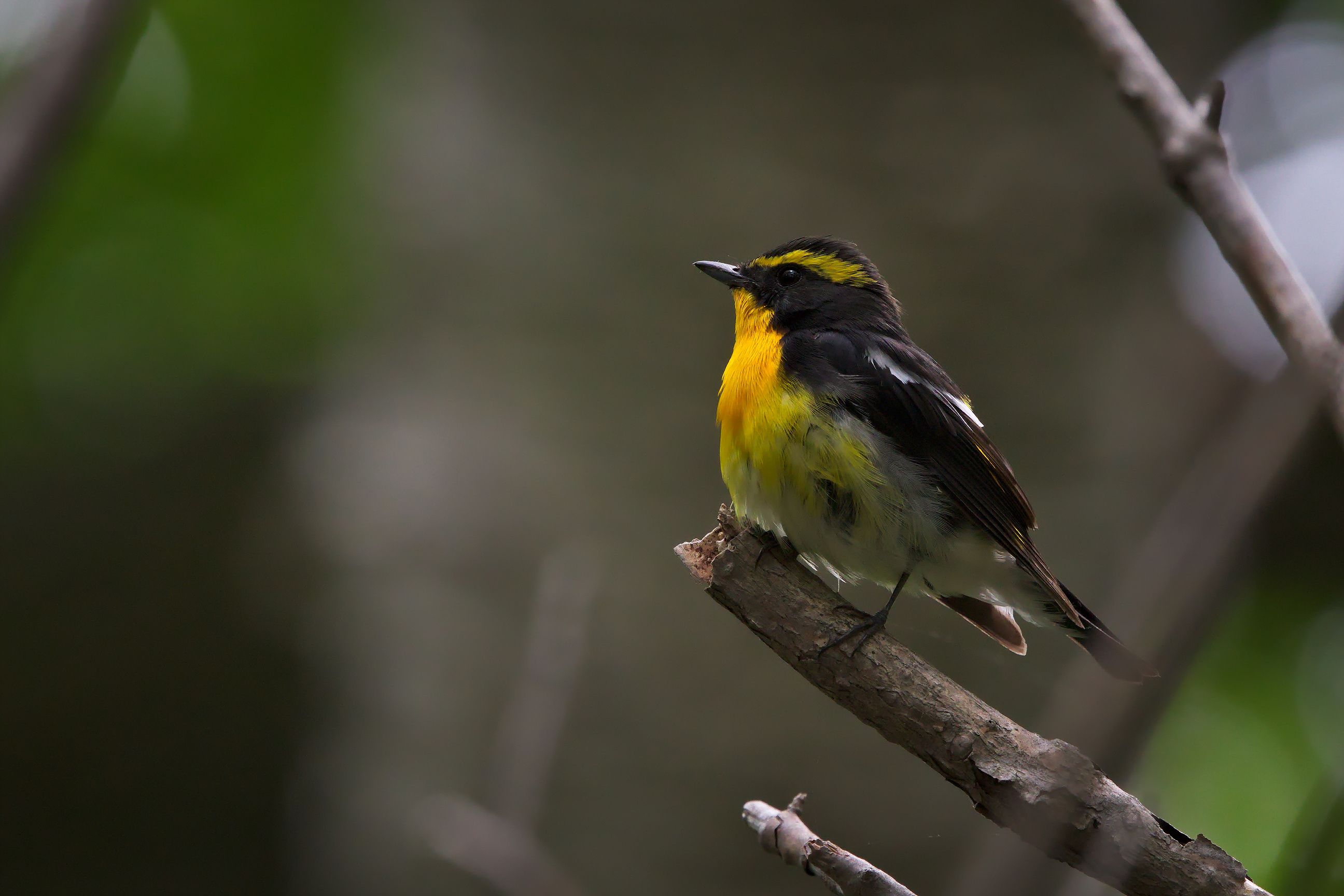 A vibrant Narcissus Flycatcher resting on a branch in Hokkaido, Japan.