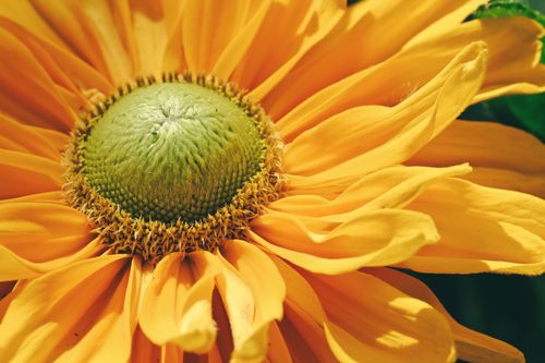 Free Detailed macro shot of a bright yellow sunflower with focus on the central disk, surrounded by vivid petals. Stock Photo