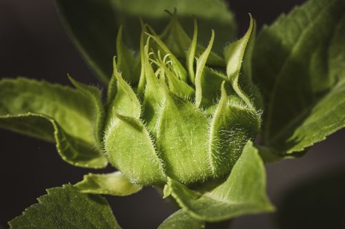 Free Detailed macro shot of a sunflower bud showing intricate textures and vibrant green color. Stock Photo