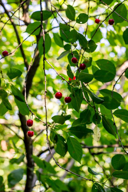 Free Close-up of cherry tree branches with ripe cherries and lush green leaves in sunlit outdoors. Stock Photo