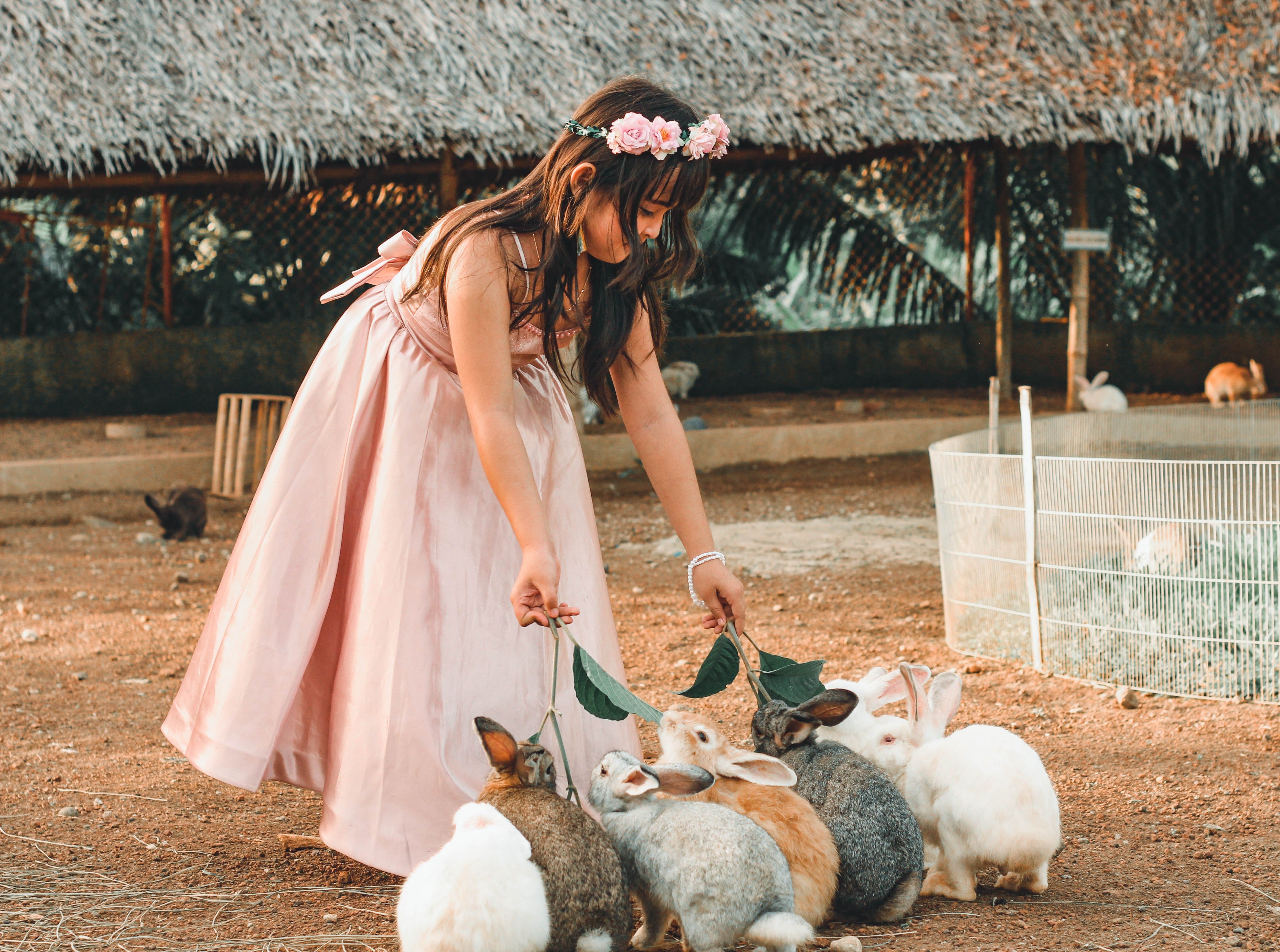 Young girl in a pink dress feeds rabbits in a sunny outdoor setting.