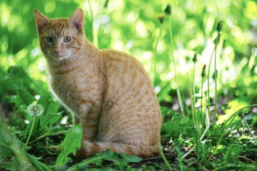 Free A ginger tabby cat sits among vibrant green plants in a sunlit garden. Stock Photo