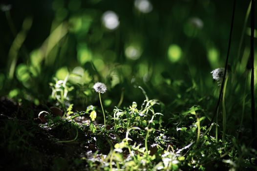 A dandelion seed head illuminated by sunlight, surrounded by lush green foliage.