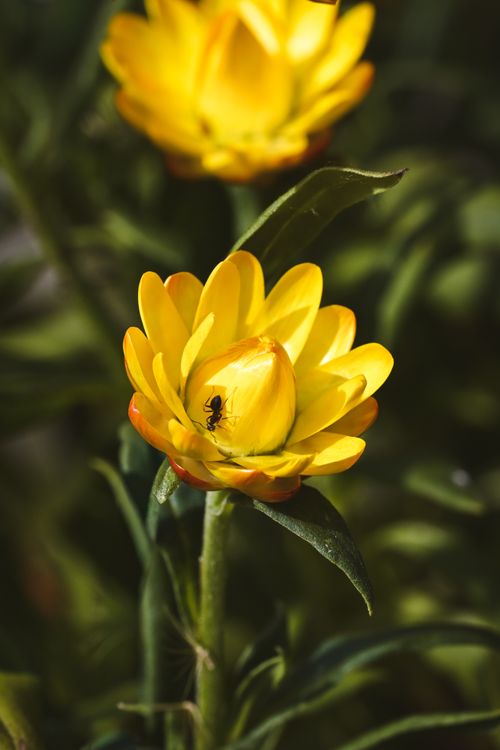 Free Close-up shot of a vibrant yellow flower with an ant, captured in natural light, showcasing intricate details and textures. Stock Photo