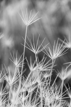 Artistic close-up of dandelion seeds in monochrome, showcasing delicate details.
