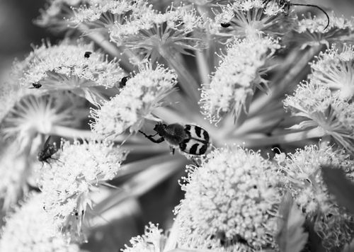 Free Intriguing close-up of bugs on clustered flowers, emphasizing texture and monochrome tones. Stock Photo