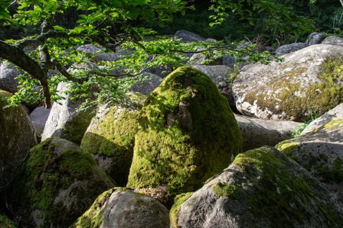 Free Close-up of moss-covered boulders under green foliage in a sunlit forest. Stock Photo