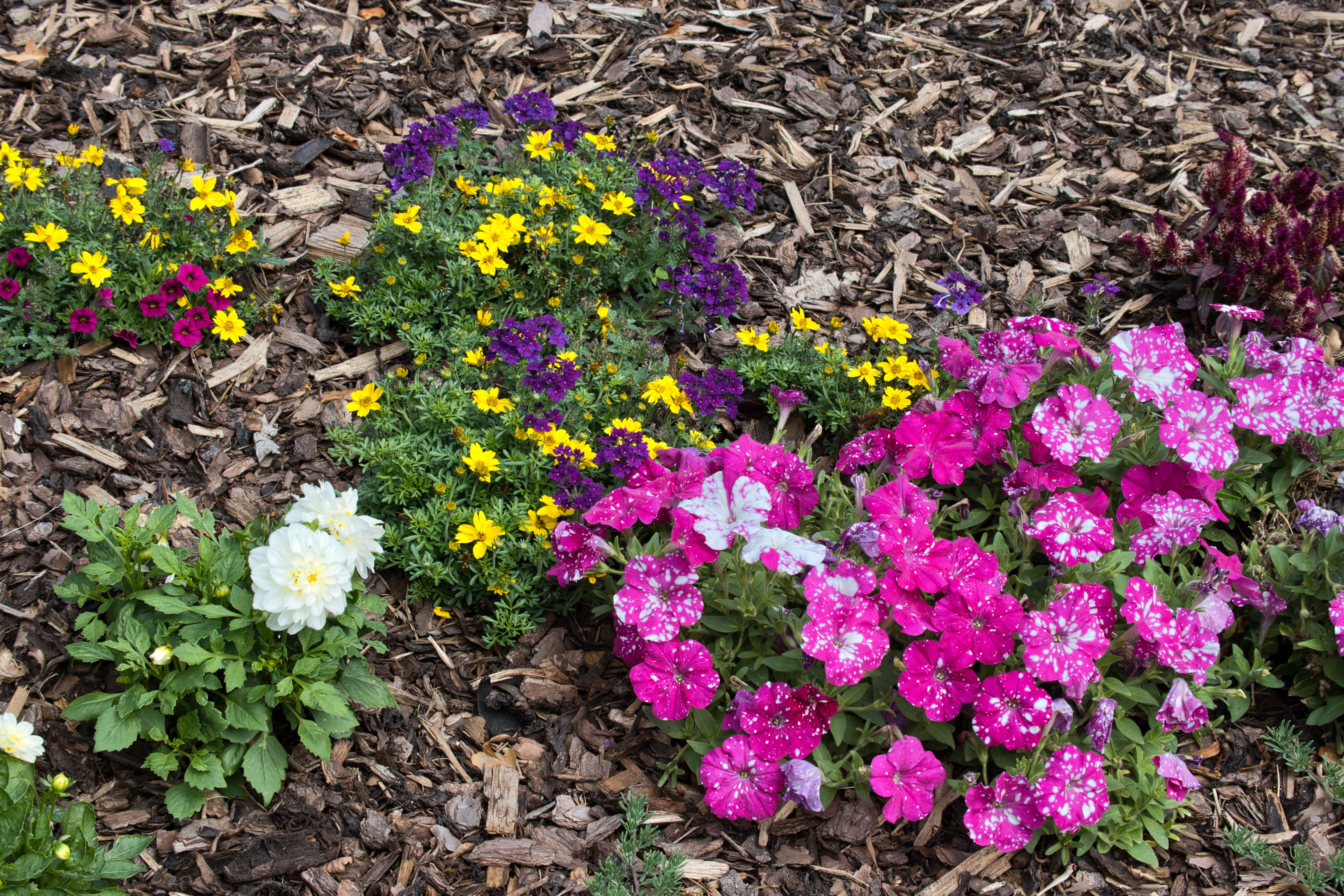 [ColoSach]-a-colorful-petunia-flowerbed-in-a-berlin-park,-showcasing-vibrant-summer-blooms.