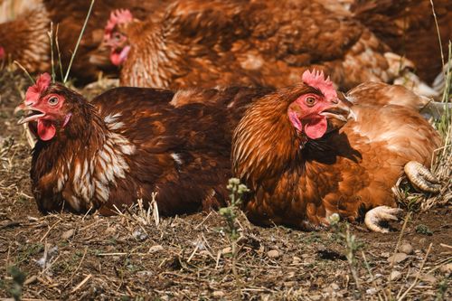 Free Brown chickens relaxing on a sunny day in a free-range farm setup, showcasing natural poultry behavior. Stock Photo