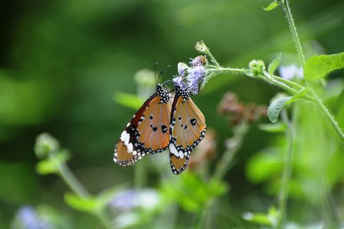 Free Vibrant monarch butterfly perched on a flower, showcasing its stunning orange wings during daylight outdoors. Stock Photo