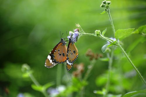 Free Two vibrant butterflies rest on a flower, set against a lush green background, embodying the beauty of nature. Stock Photo