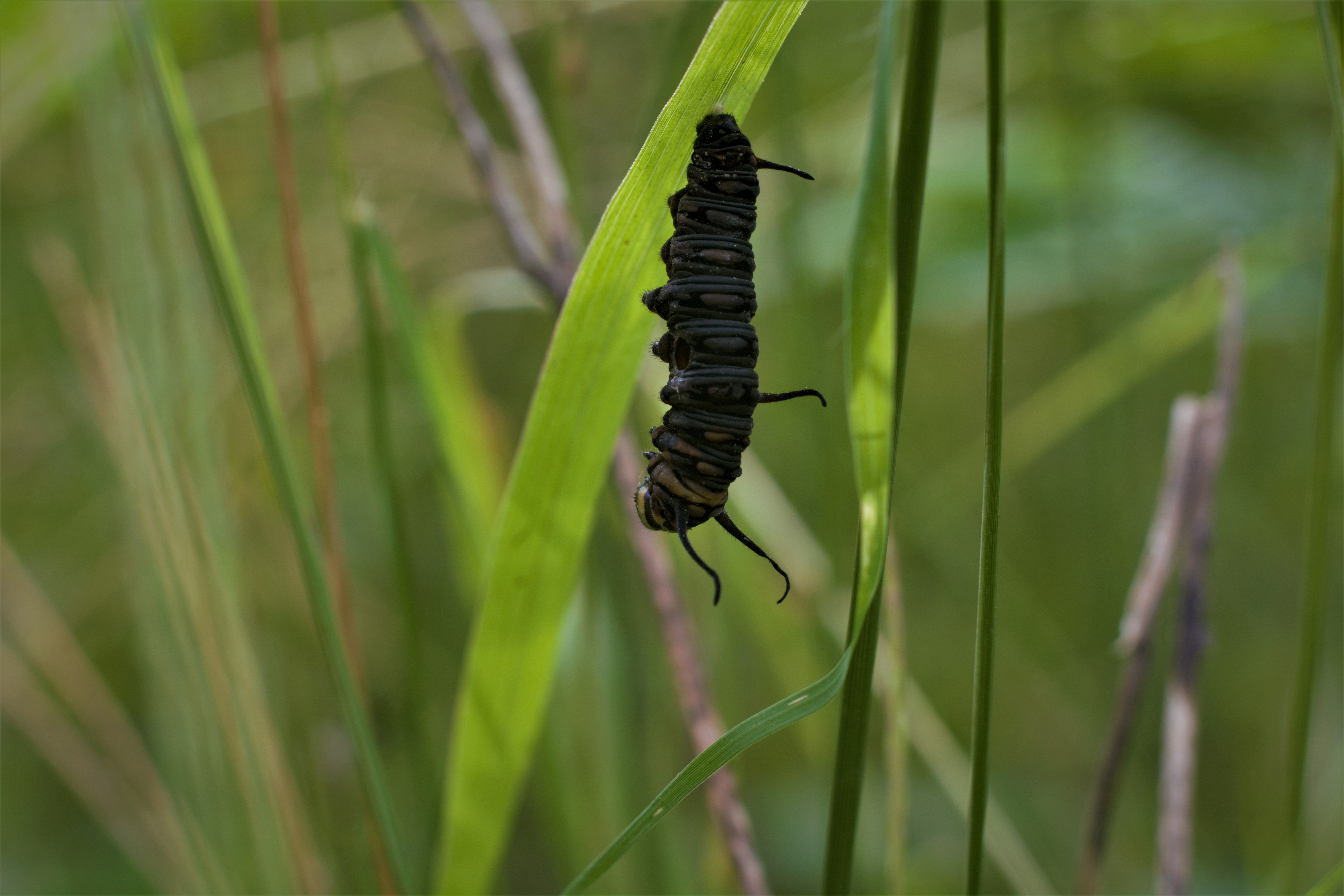 Close-up of a monarch caterpillar on a leafy plant during the daytime.
