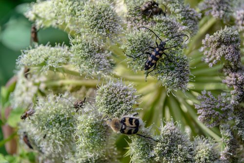 Free Macro shot capturing various beetles on a blooming flower cluster outdoors. Stock Photo