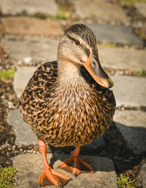 Free High-resolution image of a female mallard duck standing on a stone pathway outdoors. Stock Photo
