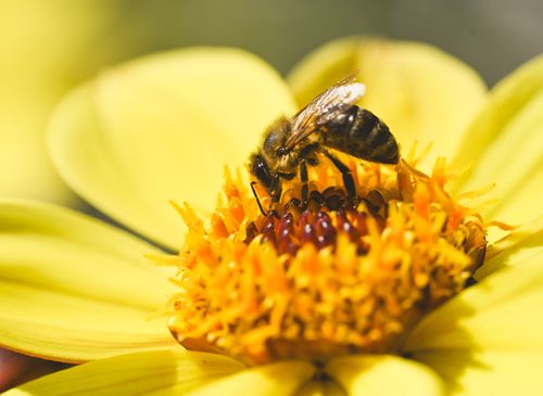 Free Close-up of a honeybee on a yellow flower collecting nectar on a sunny summer day. Stock Photo