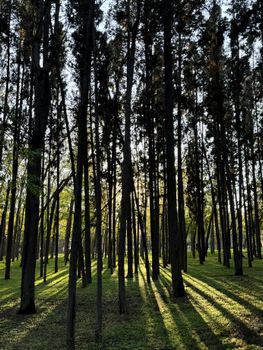 Sunlight beams through tall trees in a green forest park in İstanbul.