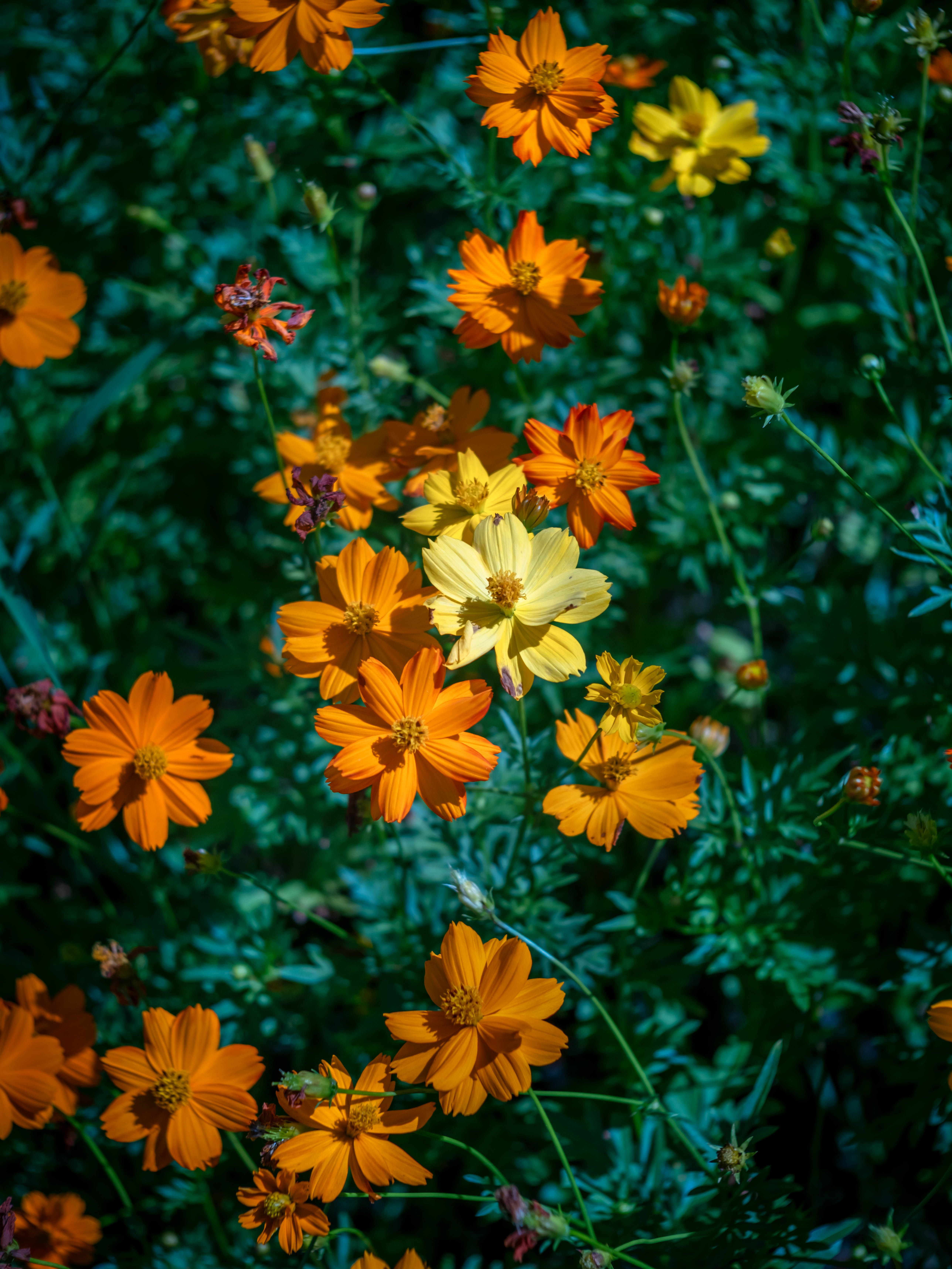 [ColoSach]-a-colorful-close-up-of-orange-and-yellow-cosmos-flowers-in-full-bloom-during-summer.