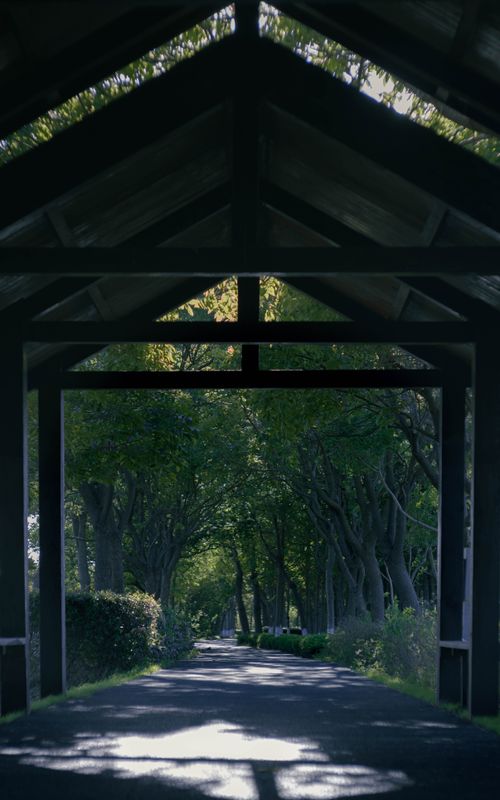Free A serene pathway lined with trees under a timber structure, creating a peaceful archway. Stock Photo