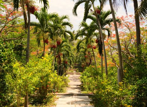 Free Sunny tropical pathway surrounded by vibrant palm trees and tropical foliage. Stock Photo