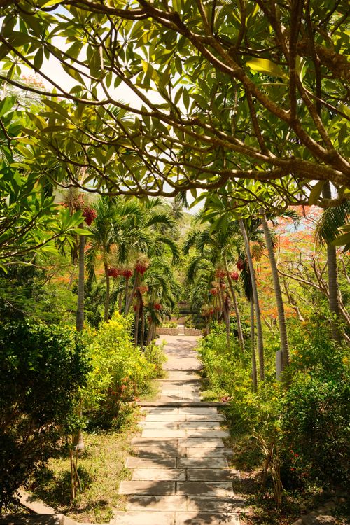 Free A sunlit pathway with lush tropical foliage and palm trees in a serene garden setting. Stock Photo