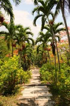 Scenic view of a tropical pathway with palm trees, vibrant greens, and a sunny sky.