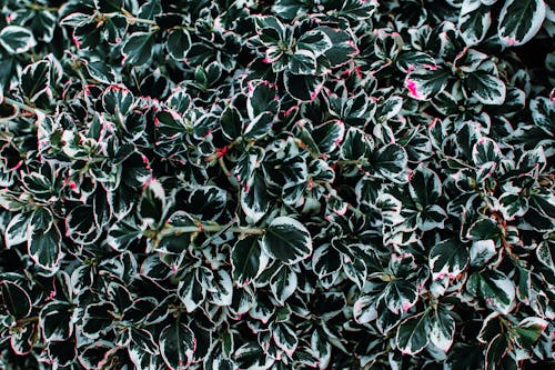 Gratis lagerfoto af 4k-baggrund, blade, Botanisk